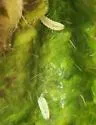 Clinodiplosis verbenae - photo 3