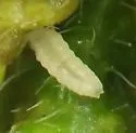 Clinodiplosis verbenae - photo 4