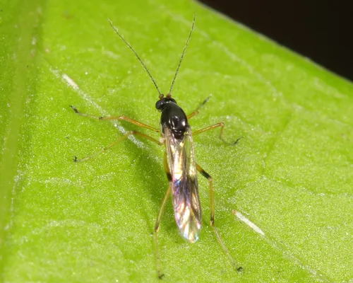Clinohelea bimaculata - photo 2