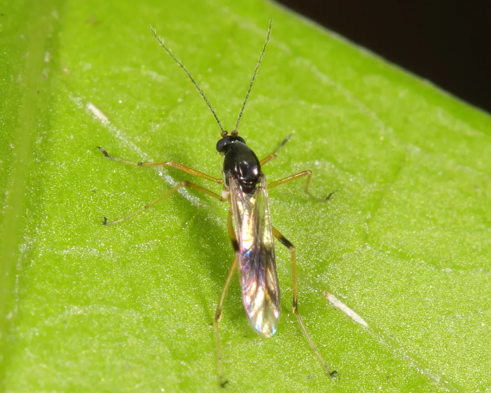 Clinohelea bimaculata - photo 3