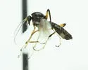 Clinohelea curriei