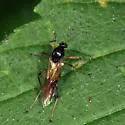 Clinohelea curriei - photo 4
