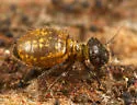 Clinopsocus nigrescens