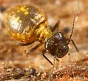 Clinopsocus nigrescens - photo 2