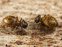 Clinopsocus nigrescens - photo 3