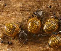 Clinopsocus nigrescens - photo 4