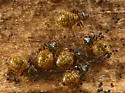 Clinopsocus nigrescens - photo 5