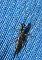 Clistopyga recurva - Clistopyga recurva