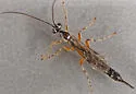 Clistopyga recurva - photo 4