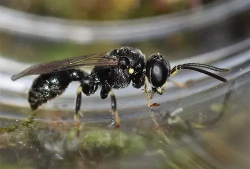 Clitemnestra bipunctata
