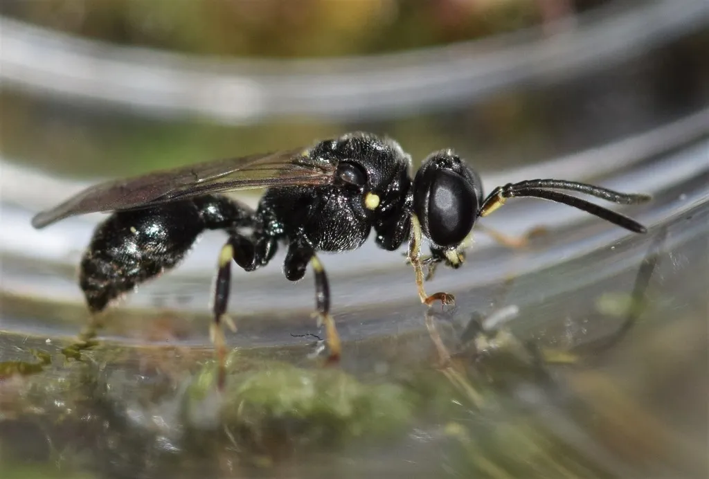 Clitemnestra bipunctata - photo 2