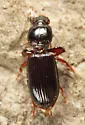 Clivina acuducta - photo 2