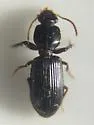 Clivina acuducta - photo 3