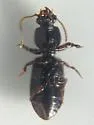 Clivina acuducta - photo 4