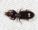 Clivina acuducta - photo 5