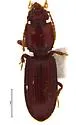 Clivina alabama