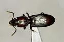 Clivina alabama - photo 2