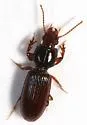Clivina americana