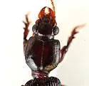 Clivina americana - photo 2