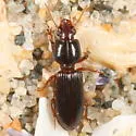Clivina americana - photo 3