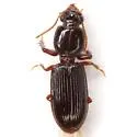 Clivina americana - photo 4
