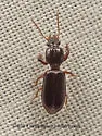 Clivina americana - photo 5