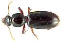 Clivina californica