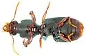 Clivina californica - photo 3