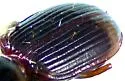 Clivina californica - photo 4