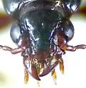 Clivina californica - photo 5