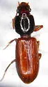 Clivina collaris