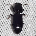 Clivina dentipes