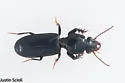 Clivina dentipes - photo 2
