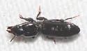 Clivina dentipes - photo 3