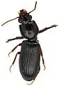 Clivina dentipes - photo 4