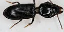 Clivina dentipes - photo 5