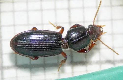 Clivina fossor