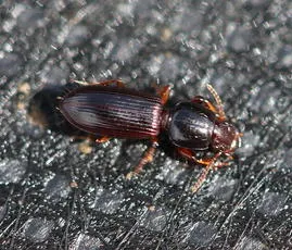 Clivina fossor - photo 2