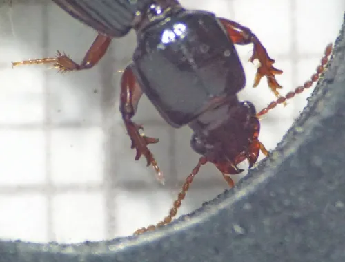 Clivina fossor - photo 3