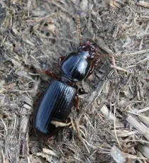Clivina fossor - photo 4