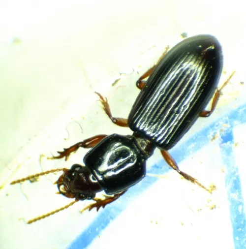 Clivina fossor - photo 5