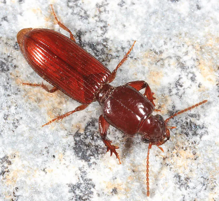 Slender Seedcorn Beetle - photo 2