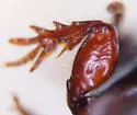 Clivina oregona - photo 2