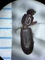Clivina oregona - photo 3