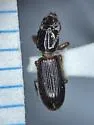 Clivina oregona - photo 4