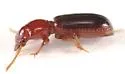 Clivina pallida - Clivina pallida