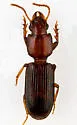 Clivina pallida - photo 2
