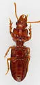 Clivina pallida - photo 3