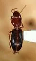 Clivina pallida - photo 4