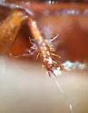 Clivina pallida - photo 5